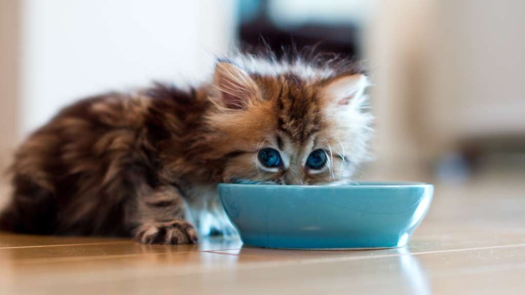 Pet Food Reviews