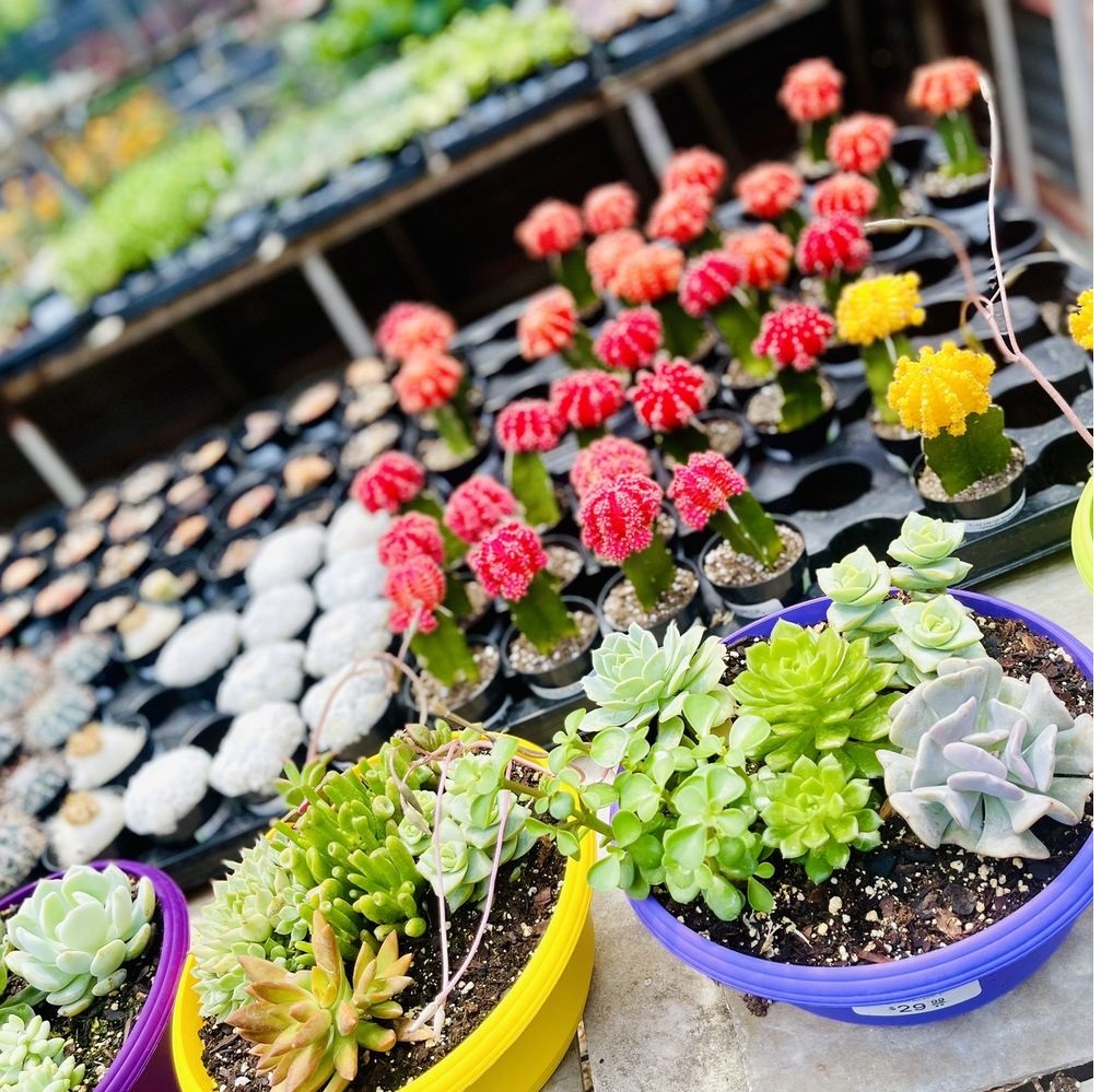 Pot And Planter Store