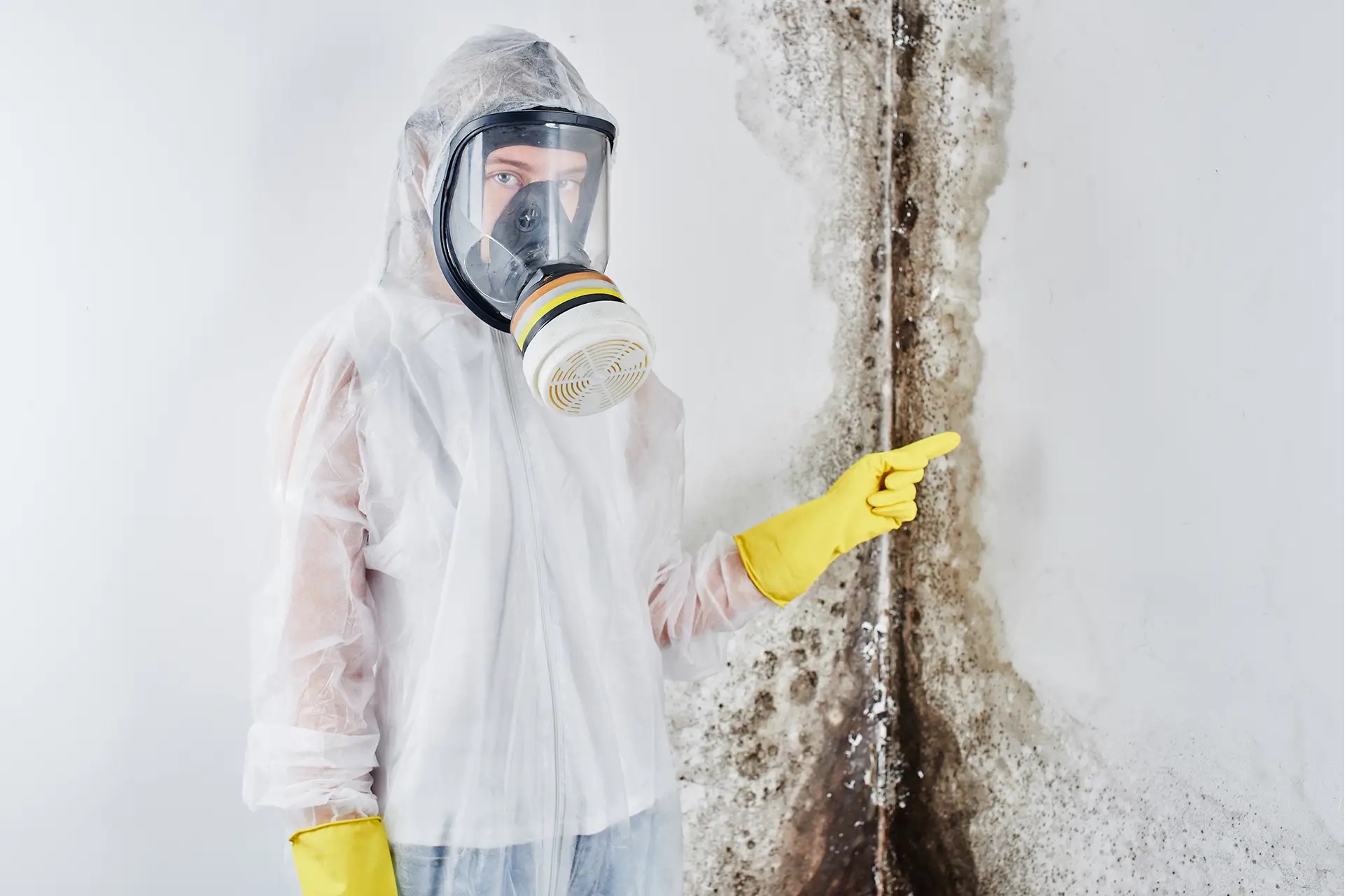 Mould Removal